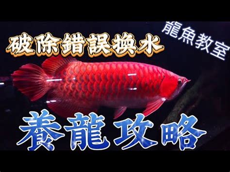 龍魚換水|龍魚養殖：13種飼養技巧建議